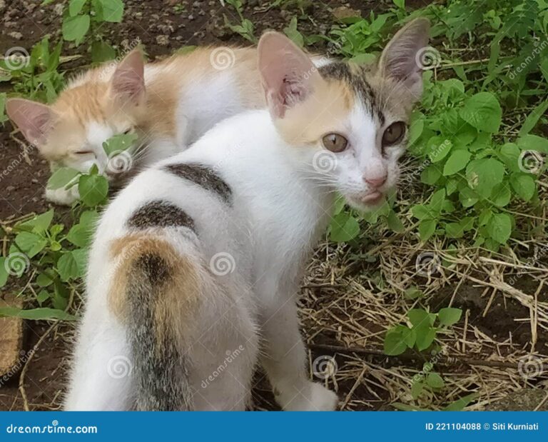 Cómo atrapar gatitos bebés de manera segura y efectiva