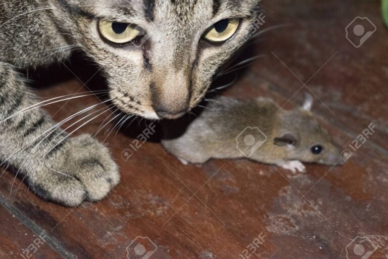 Qué significa soñar con un gato cazando un ratón