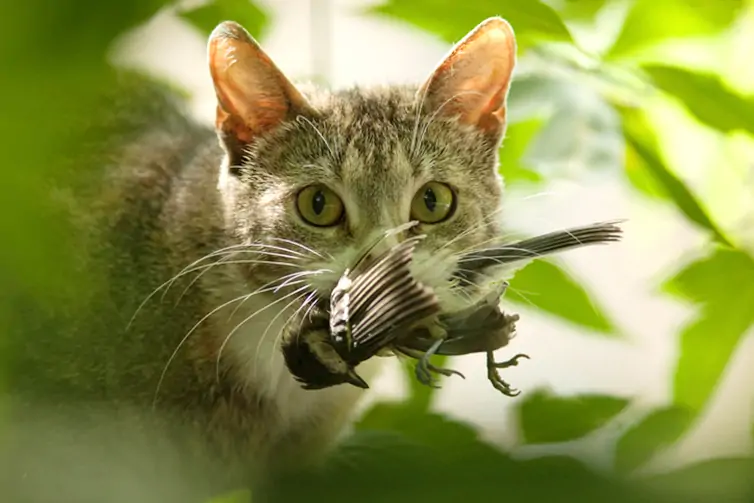 Qué significa soñar con un gato cazando en tu vida