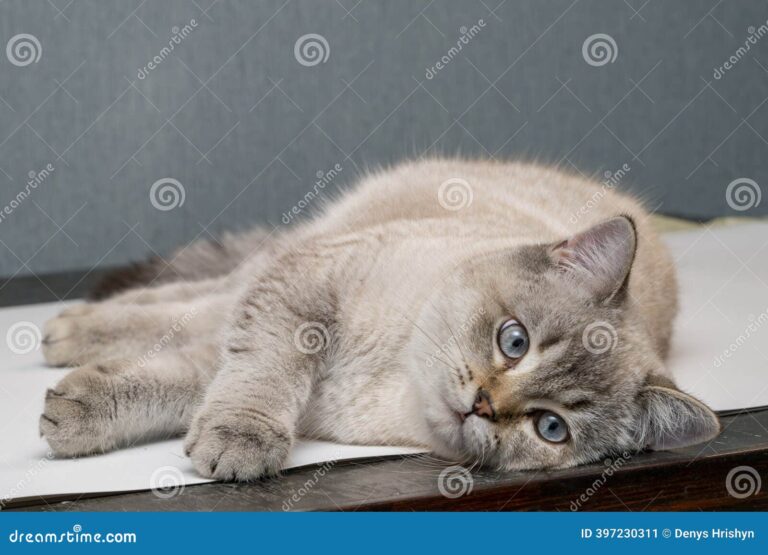 Cómo es la vida de un gato y qué cuidados necesita