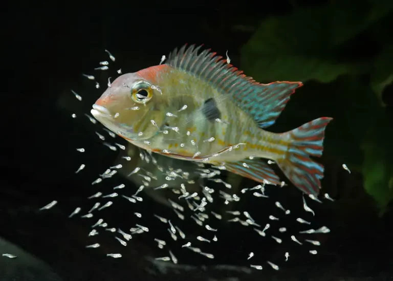 Qué cuidados y características tiene el Geophagus Red Head del Río Tapajós