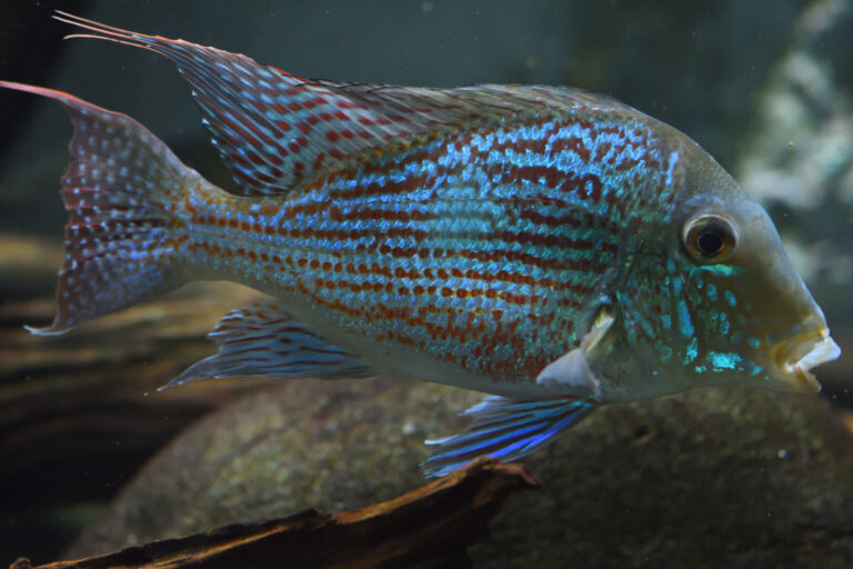 Qué características y cuidados tiene el Geophagus sveni del río Paraná 6 Qué características y cuidados tiene el Geophagus sveni del río Paraná