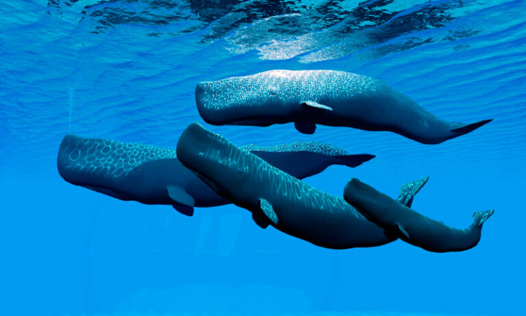 gestacion de ballena en oceano azul