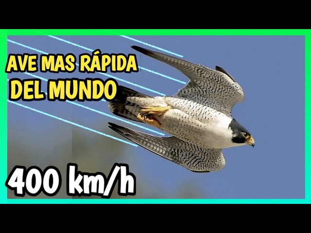 halcon peregrino en vuelo veloz
