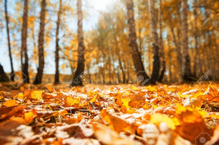 Cuándo comienza y termina el otoño en Argentina 17 hoja caida en un paisaje otonal