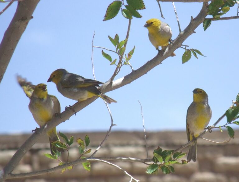 Qué características tiene el canto del jilguero argentino