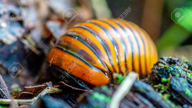 larva gigante de borneo en su habitat