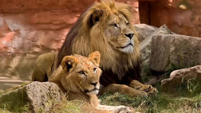 Cuáles son las principales diferencias entre un león y una leona 17 leon y leona en la sabana africana