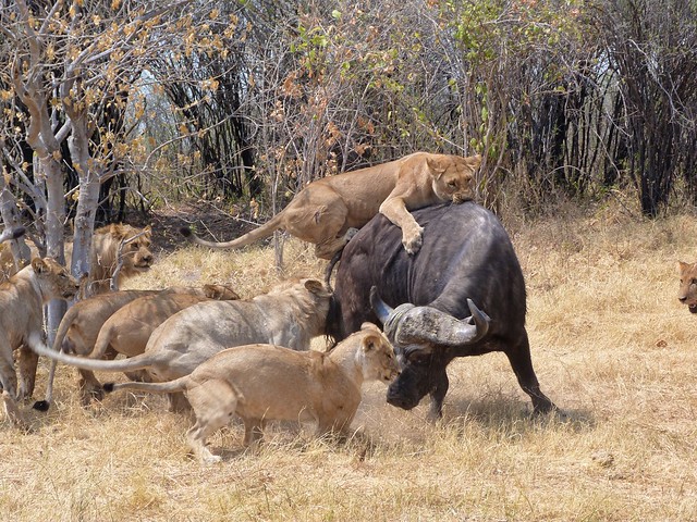 Por qué los leones son tan efectivos al cazar en grupo 7 Por qué los leones son tan efectivos al cazar en grupo