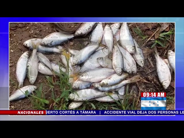 Por qué llueven peces en Honduras y cómo sucede este fenómeno