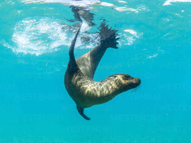Dónde puedo hacer snorkel con lobos marinos en Puerto Madryn