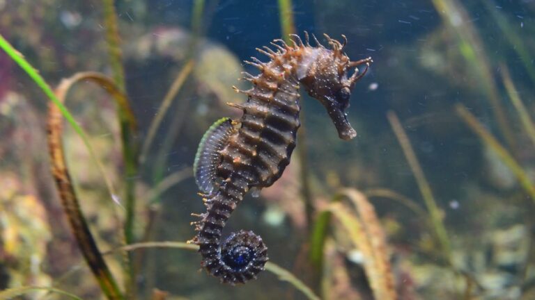 Qué especies de animales tienen al macho como el que se embaraza 18 macho de caballito de mar en acuario