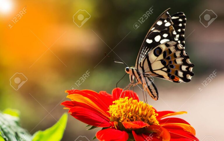 La mariposa es omnívora o tiene otra dieta específica 3 La mariposa es omnívora o tiene otra dieta específica