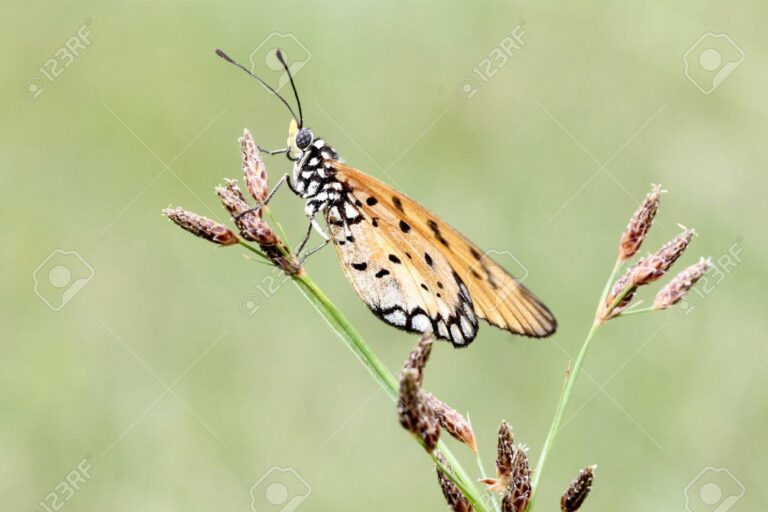 Cómo puedo saber si una mariposa está enferma o muriendo 5 Cómo puedo saber si una mariposa está enferma o muriendo