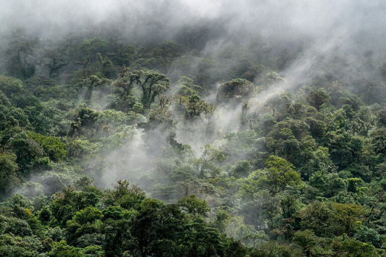 naturaleza con humedad y vida en equilibrio
