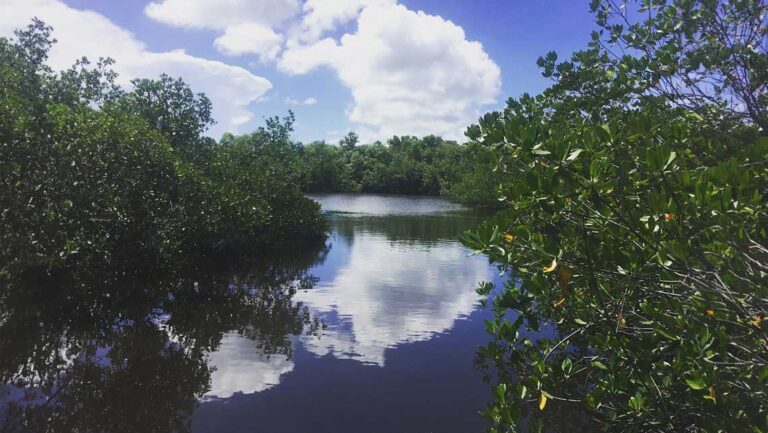 Cómo visitar la Reserva Ecológica de San Fernando y qué actividades ofrece 10 naturaleza exuberante en la reserva ecologica