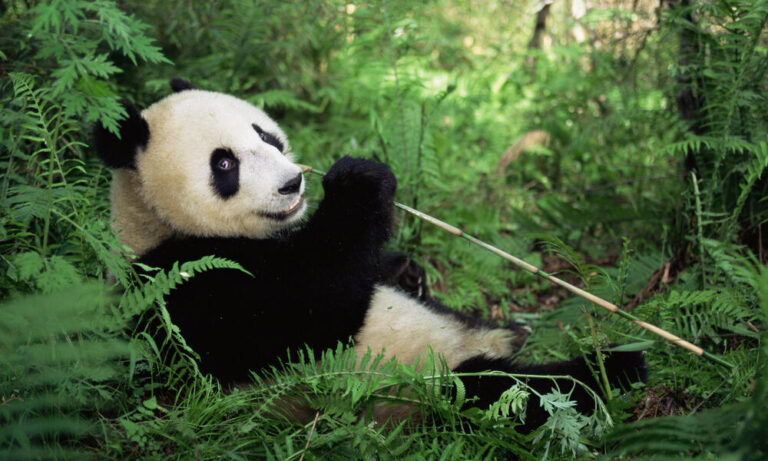 oso panda en su habitat natural