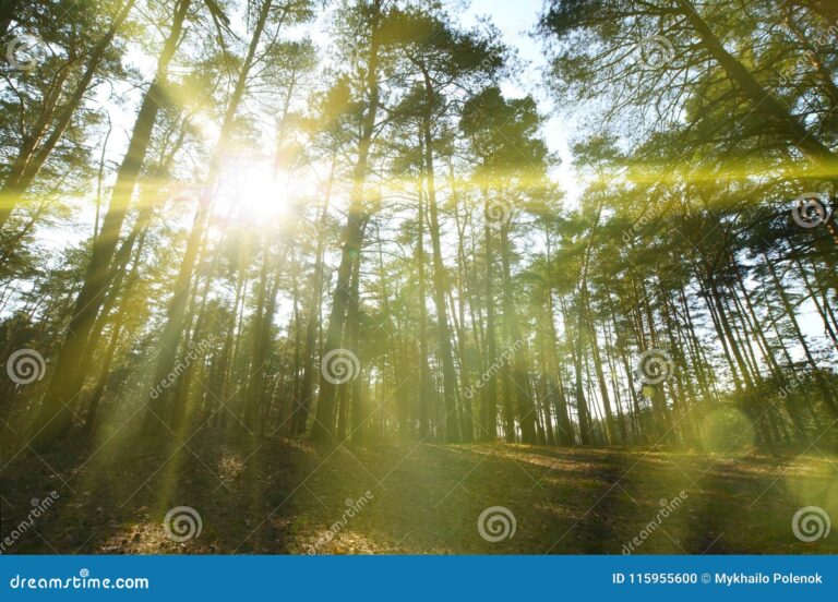 Cuándo comienzan a alargarse los días y a aumentar la luz solar