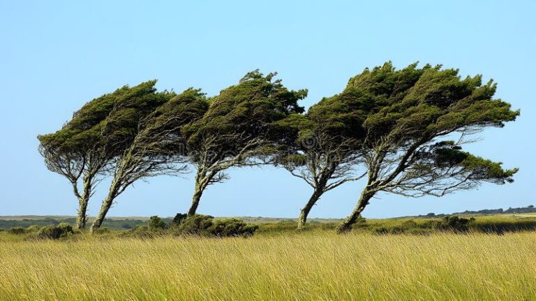 De qué trata la canción "Hola dulce viento" de Pescado Rabioso 23 paisaje de viento entre arboles frondosos
