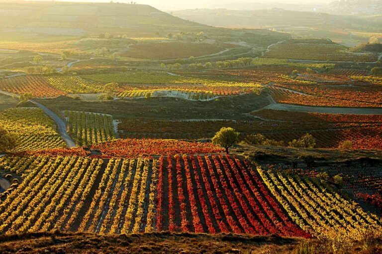 paisaje de vinedos en la rioja