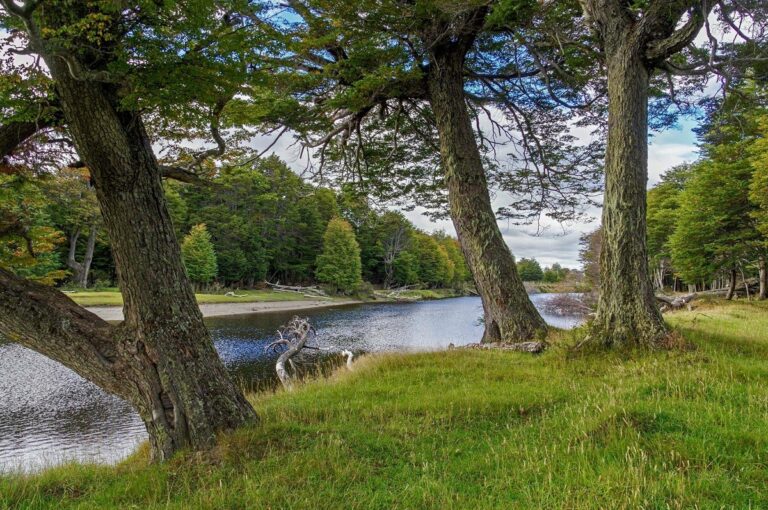 Qué es Kon Aiken y qué actividades ofrece en Punta Arenas 24 paisaje natural de punta arenas