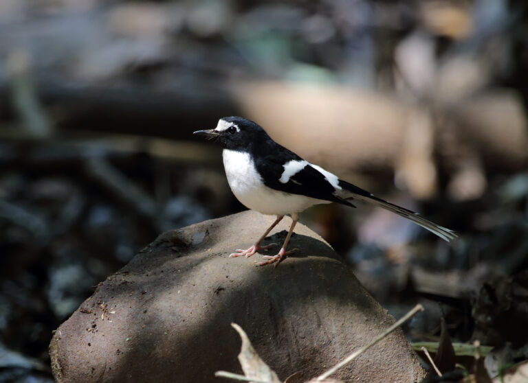 pajaro blanco y negro en su habitat