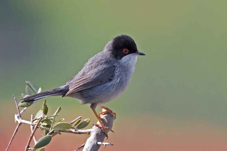 Qué especie de pájaro tiene plumaje gris y cabeza negra 5 Qué especie de pájaro tiene plumaje gris y cabeza negra
