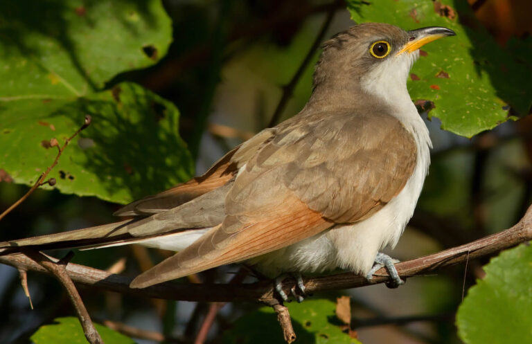 pajaro de pico amarillo en su habitat