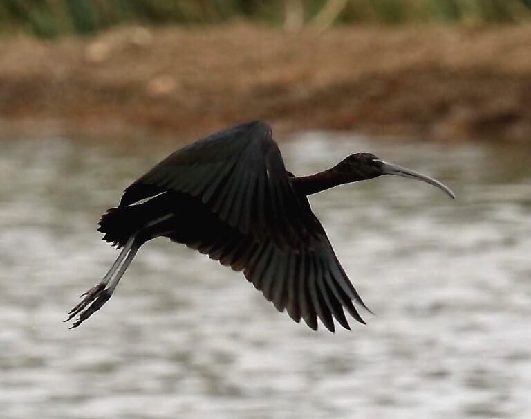 Qué especie de pájaro negro tiene el pico largo 7 pajaro negro de pico largo en vuelo