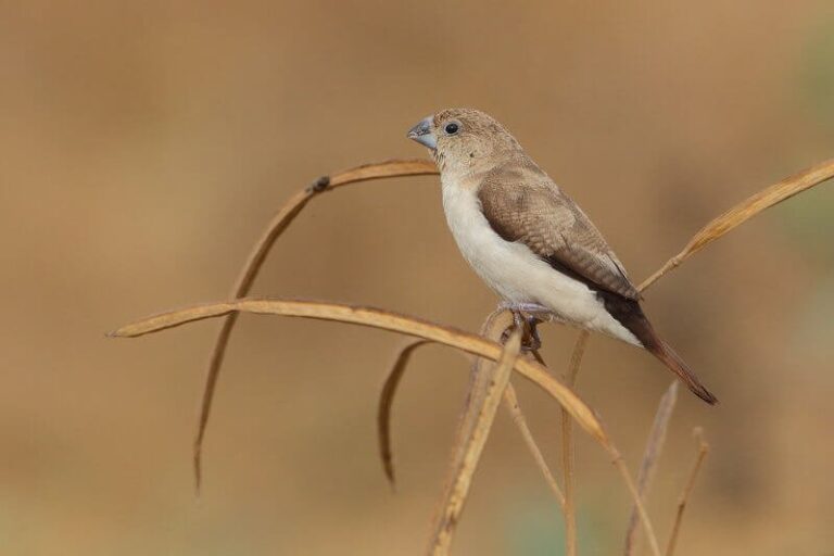 pajaro pico de plata azul en su habitat