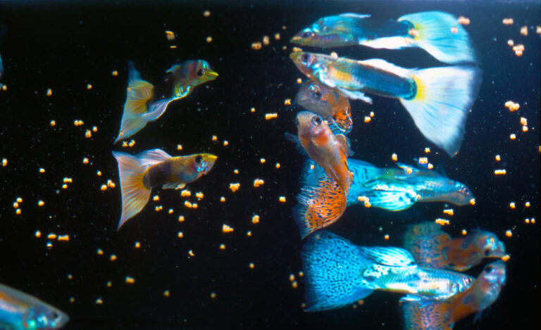 peces alimentandose en un acuario