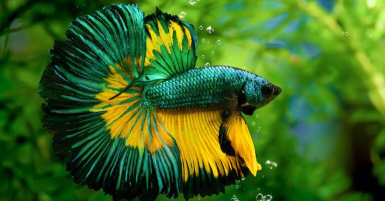 peces betta en acuario colorido