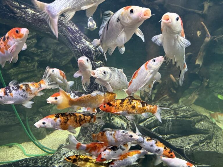 peces de acuario nadando juntos