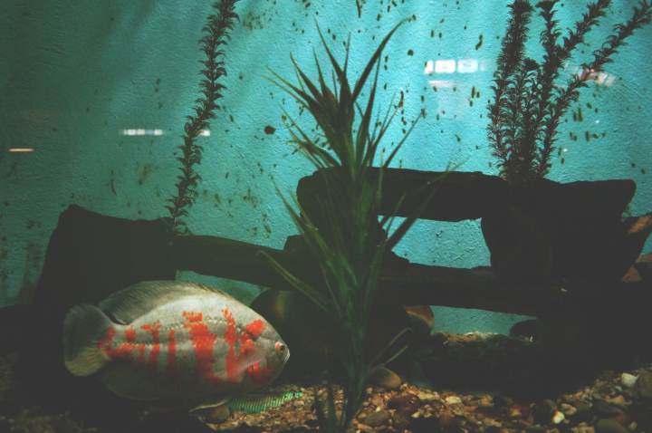 Cuántas horas duermen los peces y cuál es su ciclo de sueño 3 Cuántas horas duermen los peces y cuál es su ciclo de sueño