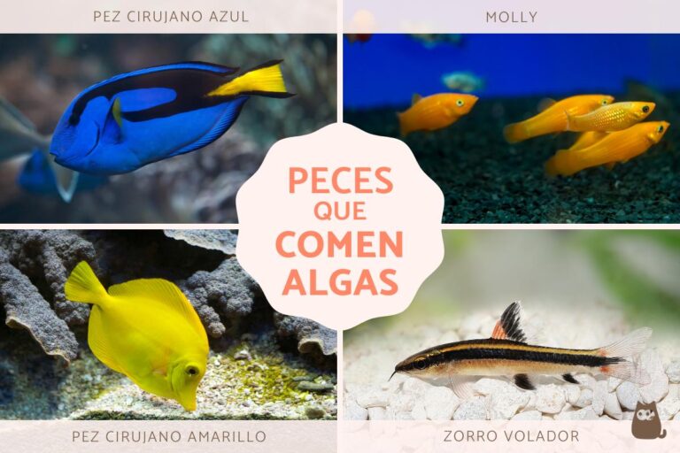 peces herbivoros comiendo algas en el acuario