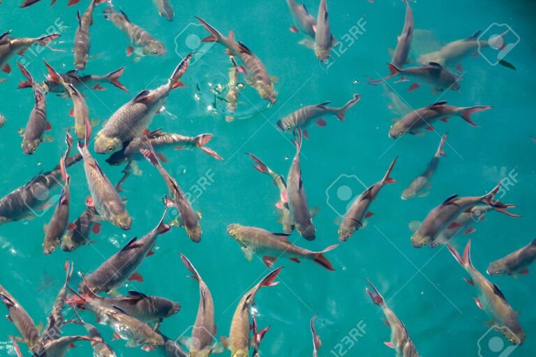 peces nadando en aguas cristalinas