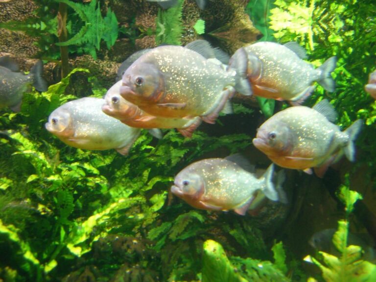 Cuáles son los peces más comunes del río Paraná en Argentina 27 peces nadando en el rio parana