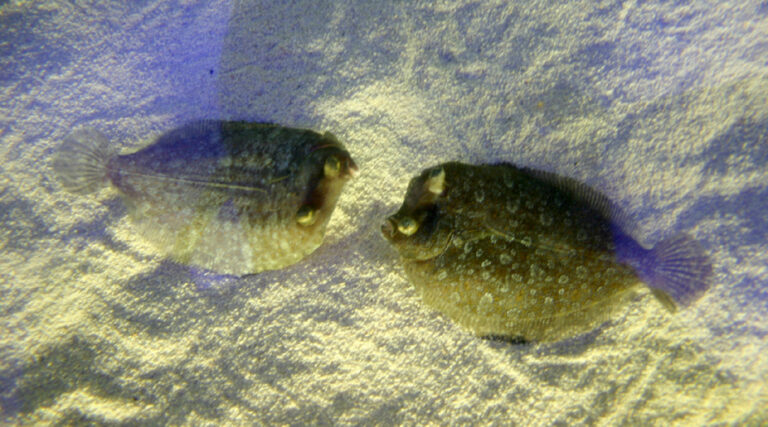 peces planos y redondos en sus habitats