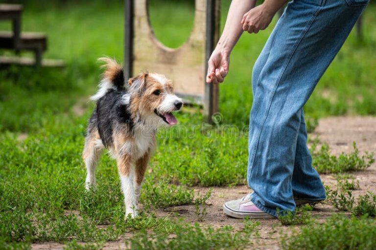 Qué nombres originales para perras hembras puedo elegir 30 perrita feliz en un parque verde
