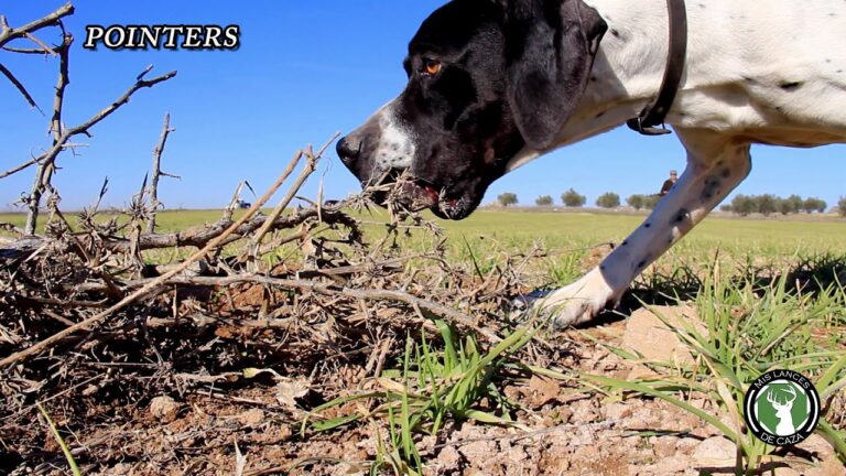 Cómo entrenar a tu perro para que sea un excelente cazador 25 perro cazador en accion en el campo