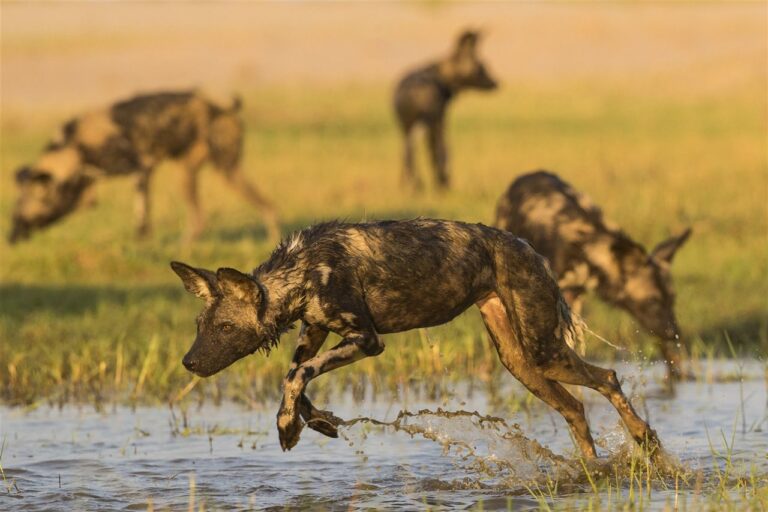 Qué características tienen los grupos de perros que cazan juntos 7 Qué características tienen los grupos de perros que cazan juntos