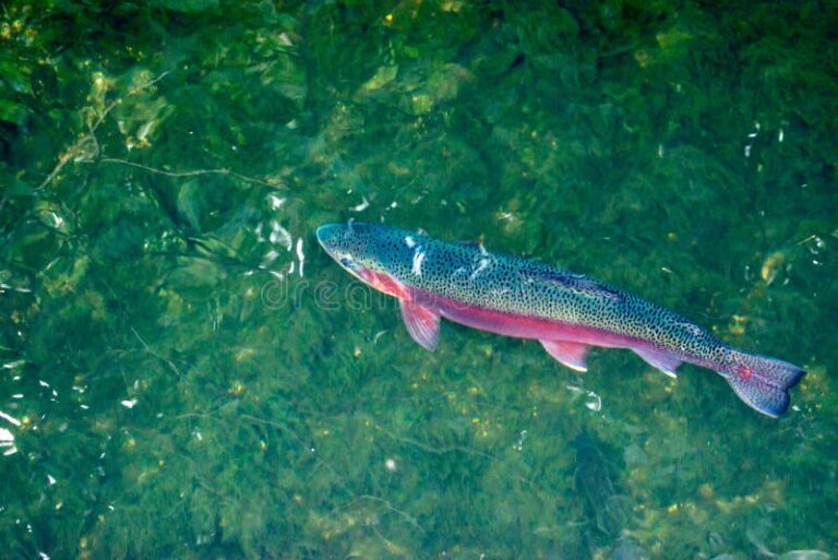Qué enseñanzas ofrece el cuento "El pez arco iris" 22 pez arcoiris nadando en aguas cristalinas