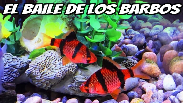 Es compatible el pez barbo tigre con otras especies de acuario 26 pez barbo tigre nadando con otros peces