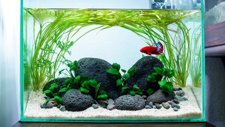 Cuáles son los cuidados esenciales para un pez betta macho 21 pez betta en acuario plantado y cuidado