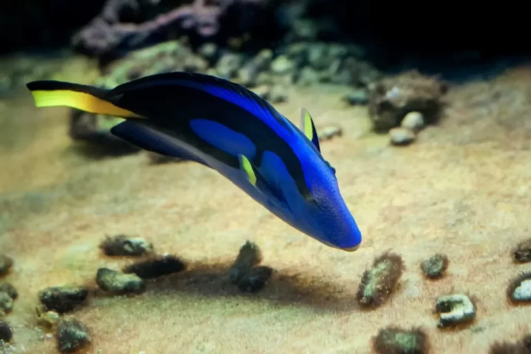 pez cirujano azul nadando en acuario