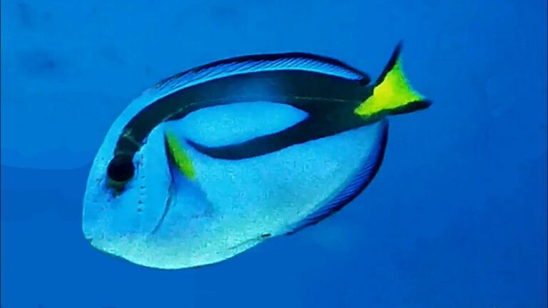 Sabés qué tipo de pez es Dory en Buscando a Nemo 7 Sabés qué tipo de pez es Dory en Buscando a Nemo