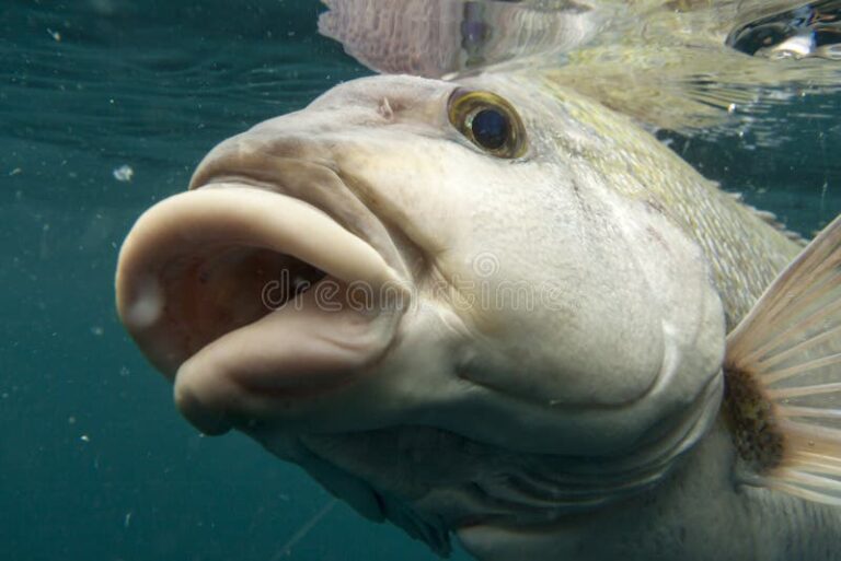 pez con labios prominentes en el oceano