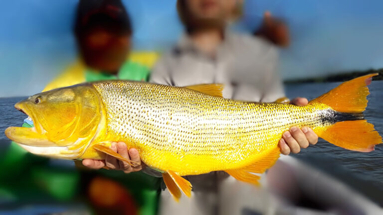 pez dorado en agua tranquila