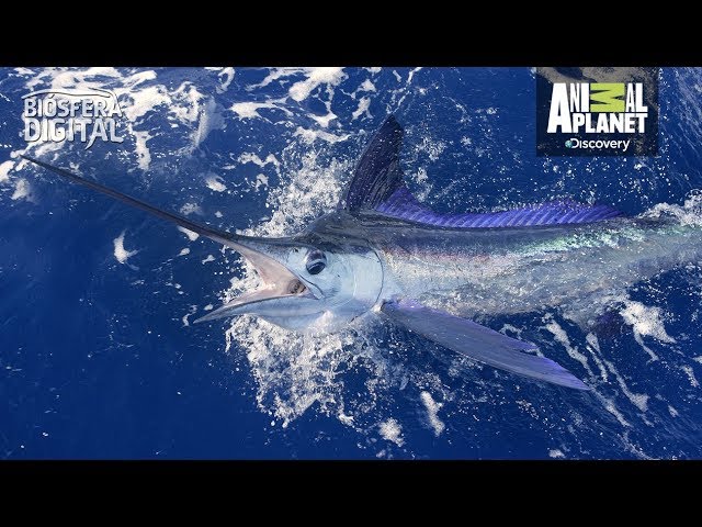 pez espada nadando velozmente en el oceano