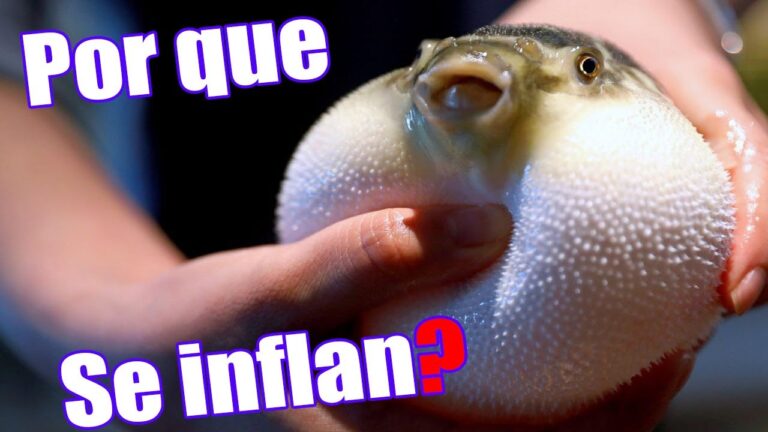 Cómo se defiende el pez globo de sus depredadores
